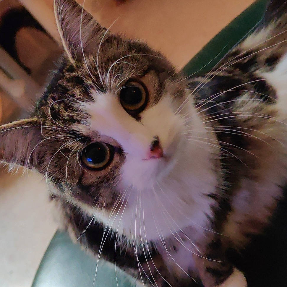 Tina a rejoint le concours — aidez-le/la à gagner de superbes lots ! aegean_cat, american_wirehair, carnivore, cat, close_up, domestic_short_haired_cat, ear, european_shorthair, eye, felidae, fur, kitten, mammal, nose, ojos_azules, small_to_medium_sized_cats, snout, tabby_cat, whiskers