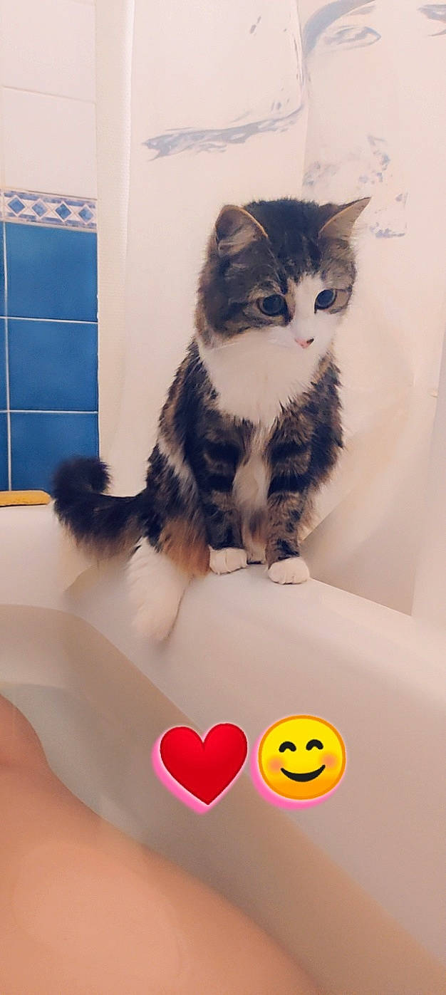 Tina participe au concours pour gagner de l'argent avec cette photo : american_shorthair, asian, carnivore, cat, domestic_short_haired_cat, european_shorthair, felidae, fur, kitten, norwegian_forest_cat, paw, polydactyl_cat, ragamuffin, siberian, small_to_medium_sized_cats, tabby_cat, whiskers