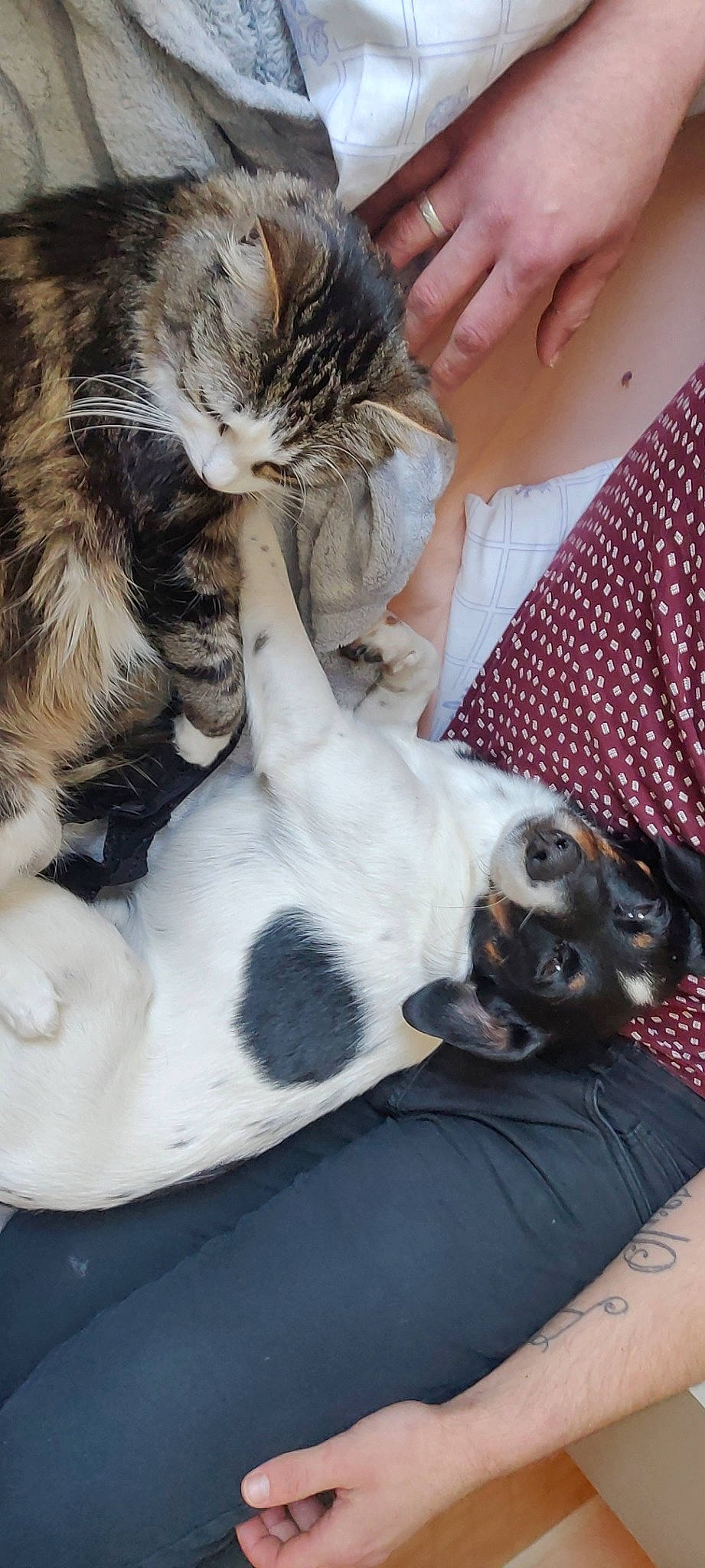 Boyka participe au concours pour gagner de l'argent avec cette photo : canidae, carnivore, cat, claw, dog_breed, ear, european_shorthair, fawn, felidae, fur, paw, small_to_medium_sized_cats, snout, whiskers