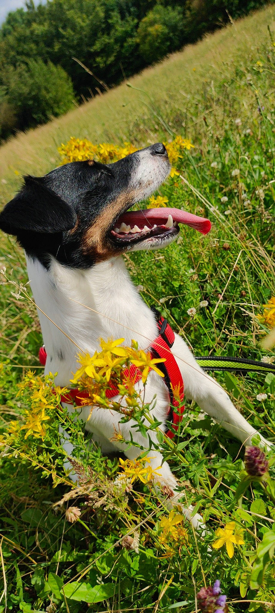 Boyka a rejoint le concours — aidez-le/la à gagner de superbes lots ! brazilian_terrier, canidae, carnivore, danish_swedish_farmdog, dog, dog_breed, flower, fox_terrier, grass, grass_family, hunting_dog, meadow, plant, ratonero_bodeguero_andaluz, smooth_fox_terrier, terrier, wildflower
