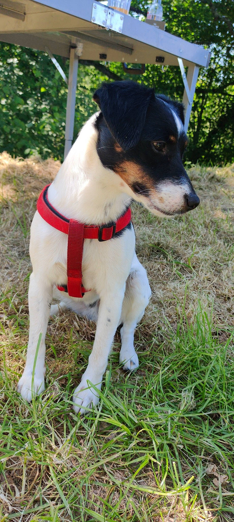 Boyka a rejoint le concours — aidez-le/la à gagner de superbes lots ! brazilian_terrier, canidae, carnivore, chilean_fox_terrier, companion_dog, danish_swedish_farmdog, dog, dog_breed, fox_terrier, mammal, miniature_fox_terrier, rare_breed_dog, rat_terrier, ratonero_bodeguero_andaluz, smooth_fox_terrier, teddy_roosevelt_terrier, tenterfield_terrier, terrier, toy_fox_terrier, vertebrate