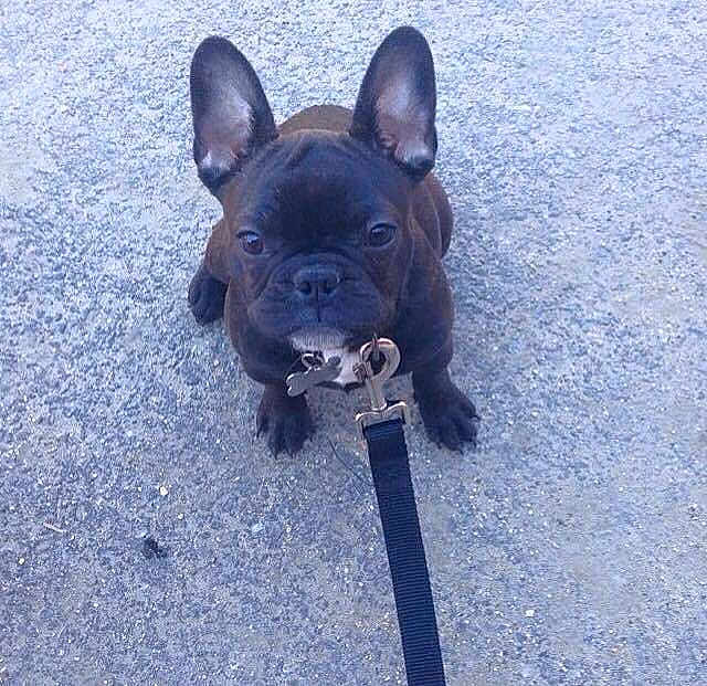 Pepper