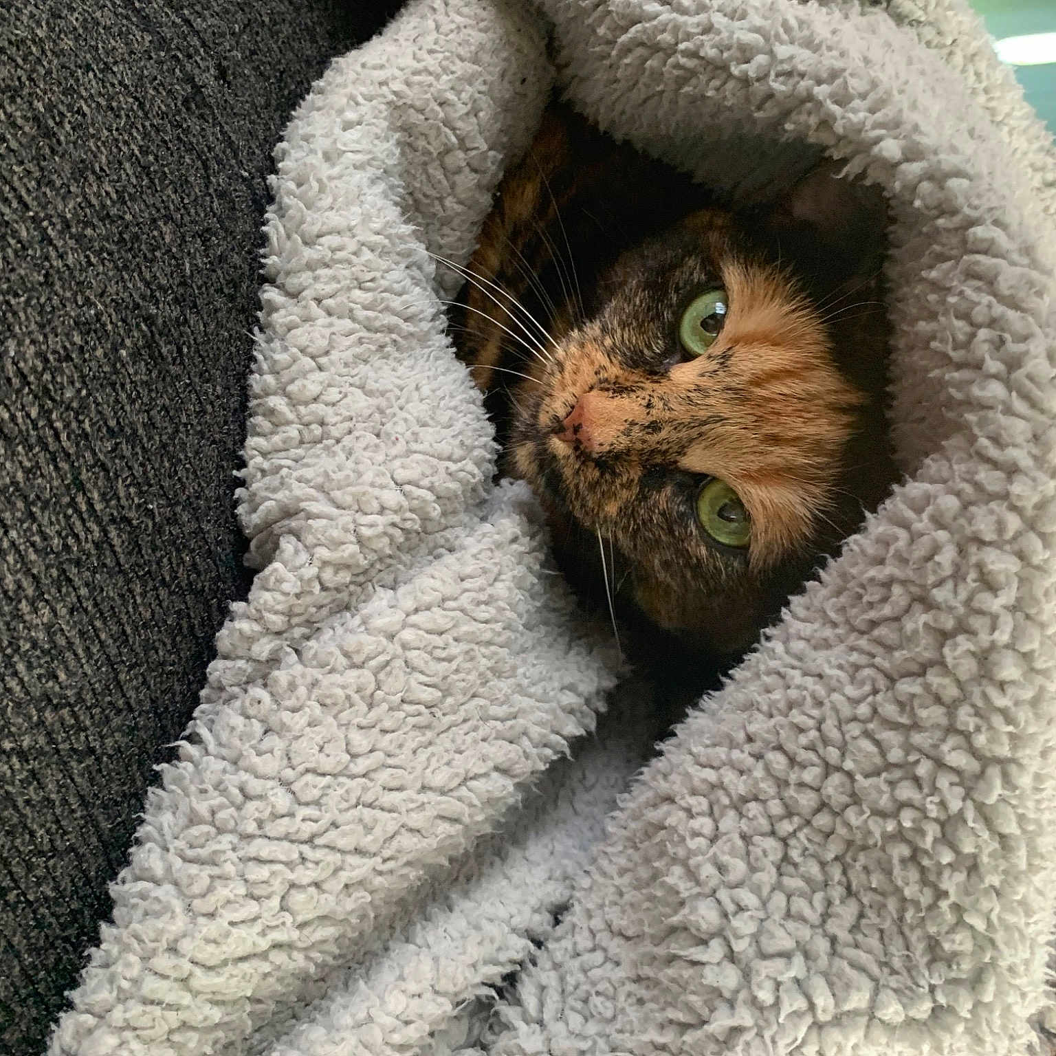 Lucy
