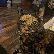 Lucy is registered to the contest to win money with this photo: animal, cat, close_up, comfortable, cozy, cushioned_chair, domestic_animal, fur, furniture, green_eyes, house, indoor, living_room, pet, playful, relaxed, tongue_out, tortoiseshell_cat, whiskers, wooden_floor