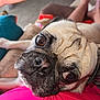 big_eyes, canine, close_up, companion, couch, dog, fur, home, indoor, nose, person_legs, pet, pink_shirt, playful, pug, relaxed, snout, sofa, tile_floor, whiskers