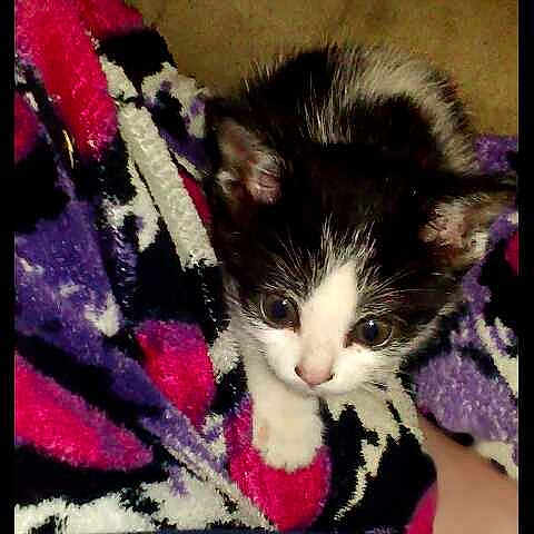 Bella joined the competition — help win amazing prizes!