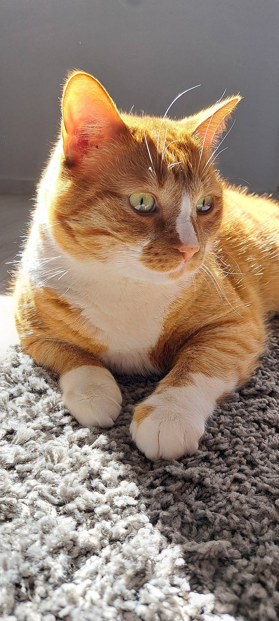 Ninja participe au concours pour gagner de l'argent avec cette photo : carnivore, cat, claw, domestic_short_haired_cat, eye, fawn, felidae, foot, fur, gesture, iris, paw, photo_caption, sitting, small_to_medium_sized_cats, snout, tail, terrestrial_animal, whiskers, window