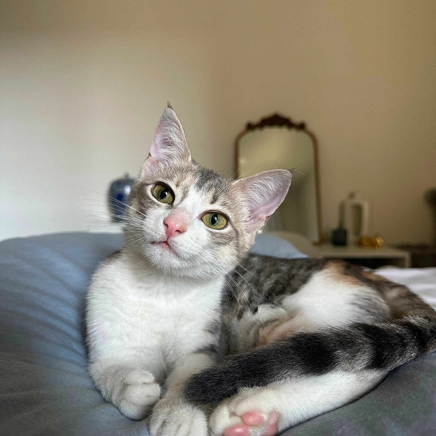 Tilly is registered to the contest to win money with this photo: abyssinian, angora, animal, bed, bedroom, blanket, cat, couch, furniture, indoors, kitten, manx, pet, room, siamese