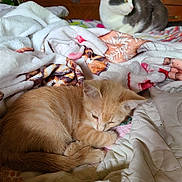 Bobbie is registered to the contest to win money with this photo: bed, blanket, cat, cozy, curled_up, domestic, dresser, fur, furniture, gray_cat, indoor, kitten, orange_kitten, paw, pet, quilt, resting, sleeping, soft, whiskers