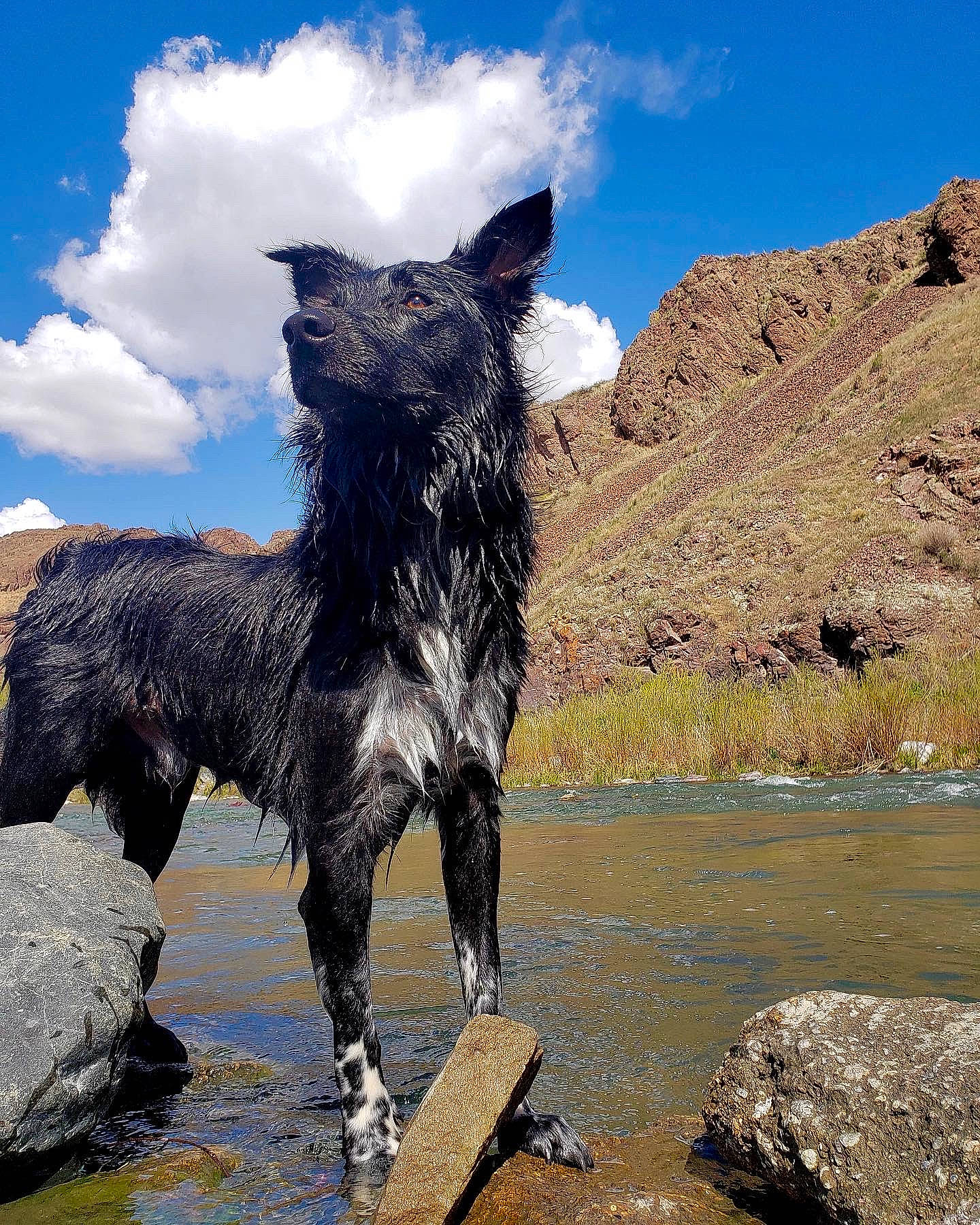 Jett joined the competition — help win amazing prizes! canidae, carnivore, cumulus, dog, dog_breed, fell, fluvial_landforms_of_streams, mountain_river, pack_animal, river, rock, sculpture, snout, sporting_group, stream, tail, tarn, water_resources, watercourse, working_animal