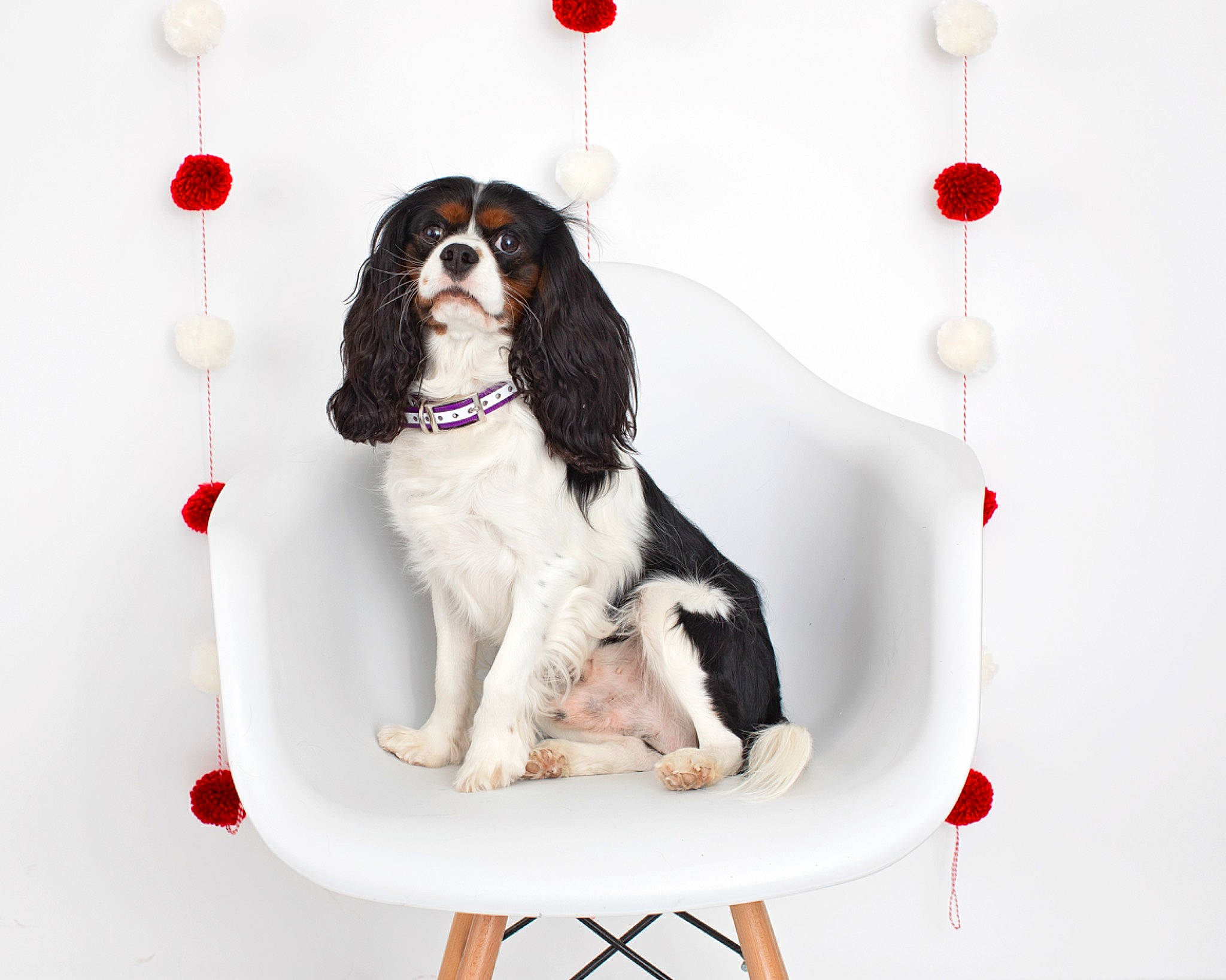 Ollie joined the competition — help win amazing prizes! canidae, carnivore, circle, collar, companion_dog, dog, dog_breed, dog_collar, dog_supply, fur, gun_dog, liver, magenta, pattern, pet_supply, rectangle, sitting, sporting_group, working_animal, working_dog