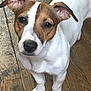 alert, animal, brown_fur, canine, companion, cute, dog, domestic_animal, ears, face, flooring, fur, indoor, jack_russell_terrier, looking_up, pet, small_dog, standing, white_fur, wooden_floor