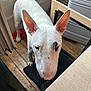 animal, black_patch, bull_terrier, canine, companion, curious, cute, dog, domestic, ears_up, floor_mat, household, indoor, looking_up, pet, portrait, table, white_dog, window, wooden_floor