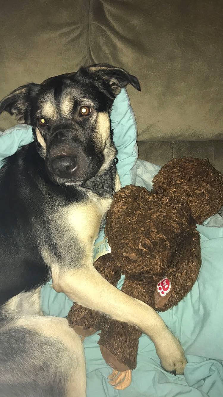 Joy joined the competition — help win amazing prizes! canidae, carnivore, comfort, companion_dog, dog, dog_breed, fawn, flash_photography, fur, guard_dog, puppy, snout, sporting_group, terrestrial_animal, toy_dog, whiskers, working_animal, working_dog