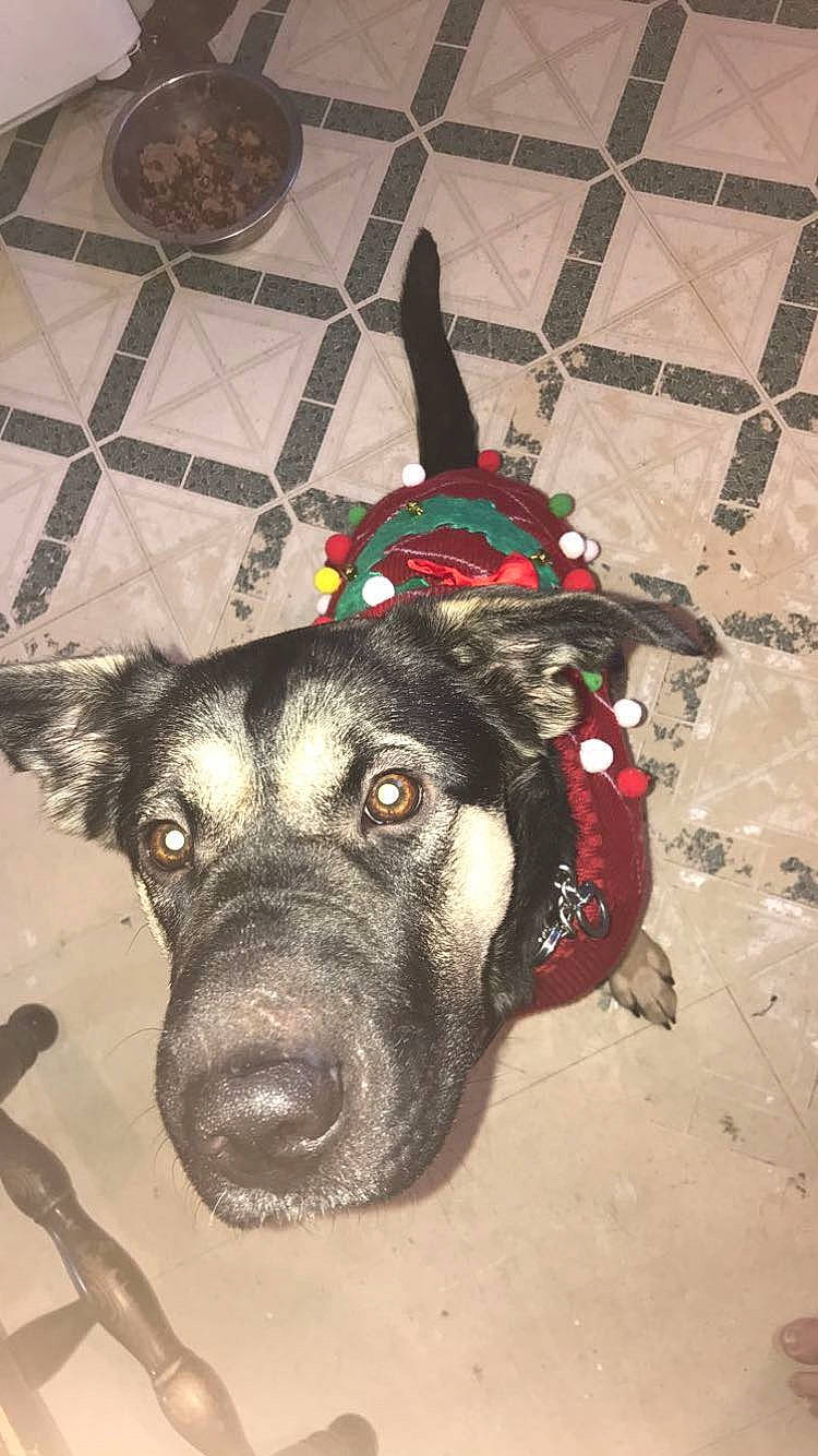 Joy joined the competition — help win amazing prizes! ball, carnivore, collar, companion_dog, dog, dog_breed, dog_clothes, dog_collar, dog_supply, fawn, flooring, fur, guard_dog, leash, personal_protective_equipment, pet_supply, snout, street_dog, whiskers, working_animal