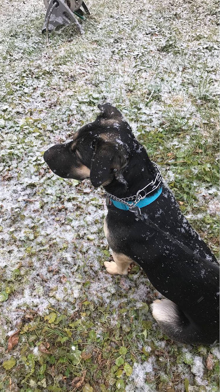 Joy is registered to the contest to win money with this photo: canidae, carnivore, collar, companion_dog, dog, dog_breed, dog_collar, fashion_accessory, fur, grass, leash, pet_supply, plant, snout, soil, sporting_group, tail, terrestrial_animal, working_animal, working_dog