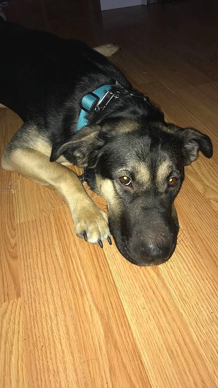 Joy is registered to the contest to win money with this photo: canidae, carnivore, comfort, companion_dog, dog, dog_breed, ear, electric_blue, fawn, floor, flooring, fur, guard_dog, hardwood, snout, sporting_group, whiskers, wood, wood_flooring, working_animal