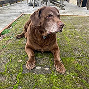 Volt participe au concours pour gagner de l'argent avec cette photo : brown_dog, close_up, collar, deck, dog, droopy_ears, eyes, moss, nose, outdoor, pavement, paws, pet, porch, resting, senior_dog, sitting, whiskers, wooden_chair, wooden_house