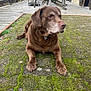 brown_dog, close_up, collar, deck, dog, droopy_ears, eyes, moss, nose, outdoor, pavement, paws, pet, porch, resting, senior_dog, sitting, whiskers, wooden_chair, wooden_house