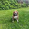 animal, beagle, bushes, canine, clouds, collar, daytime, dog, flora, garden, grass, greenery, nature, outdoor, peaceful, pet, sitting, sky, summer, sunlight