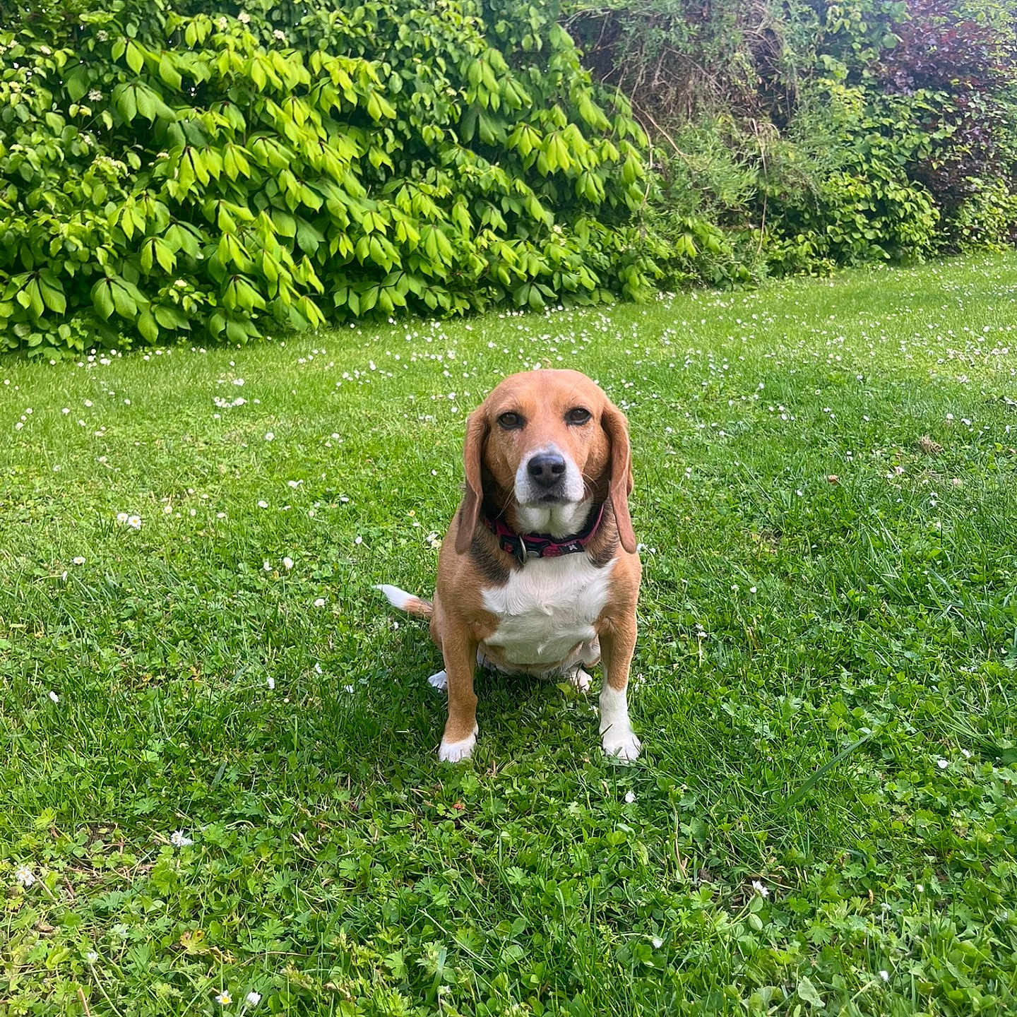 Sally participe au concours pour gagner de l'argent avec cette photo : dog, beagle, grass, greenery, bushes, outdoor, pet, animal, canine, nature, sunlight, sky, clouds, collar, sitting, flora, garden, summer, daytime, peaceful