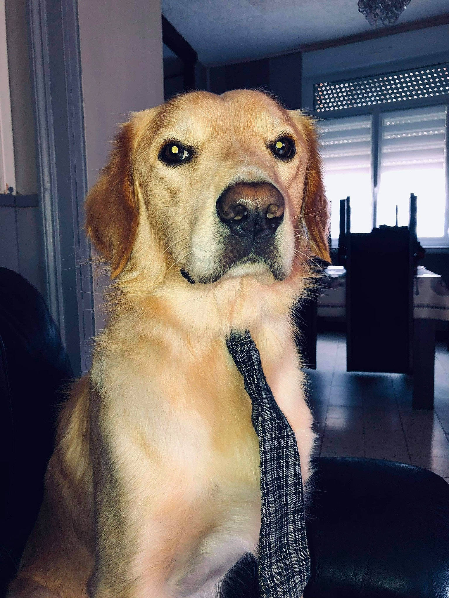 Robby a rejoint le concours — aidez-le/la à gagner de superbes lots ! canidae, carnivore, chinook, companion_dog, dog, dog_breed, dog_collar, eye, fawn, fur, guard_dog, gun_dog, retriever, selfie, snout, sporting_group, whiskers, window, working_dog