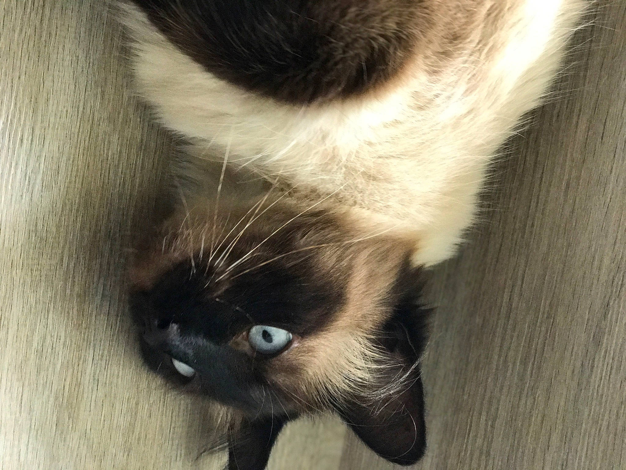 Hélios participe au concours pour gagner de l'argent avec cette photo : carnivore, cat, claw, close_up, comfort, domestic_short_haired_cat, felidae, fur, hardwood, nose, paw, small_to_medium_sized_cats, snout, tail, whiskers