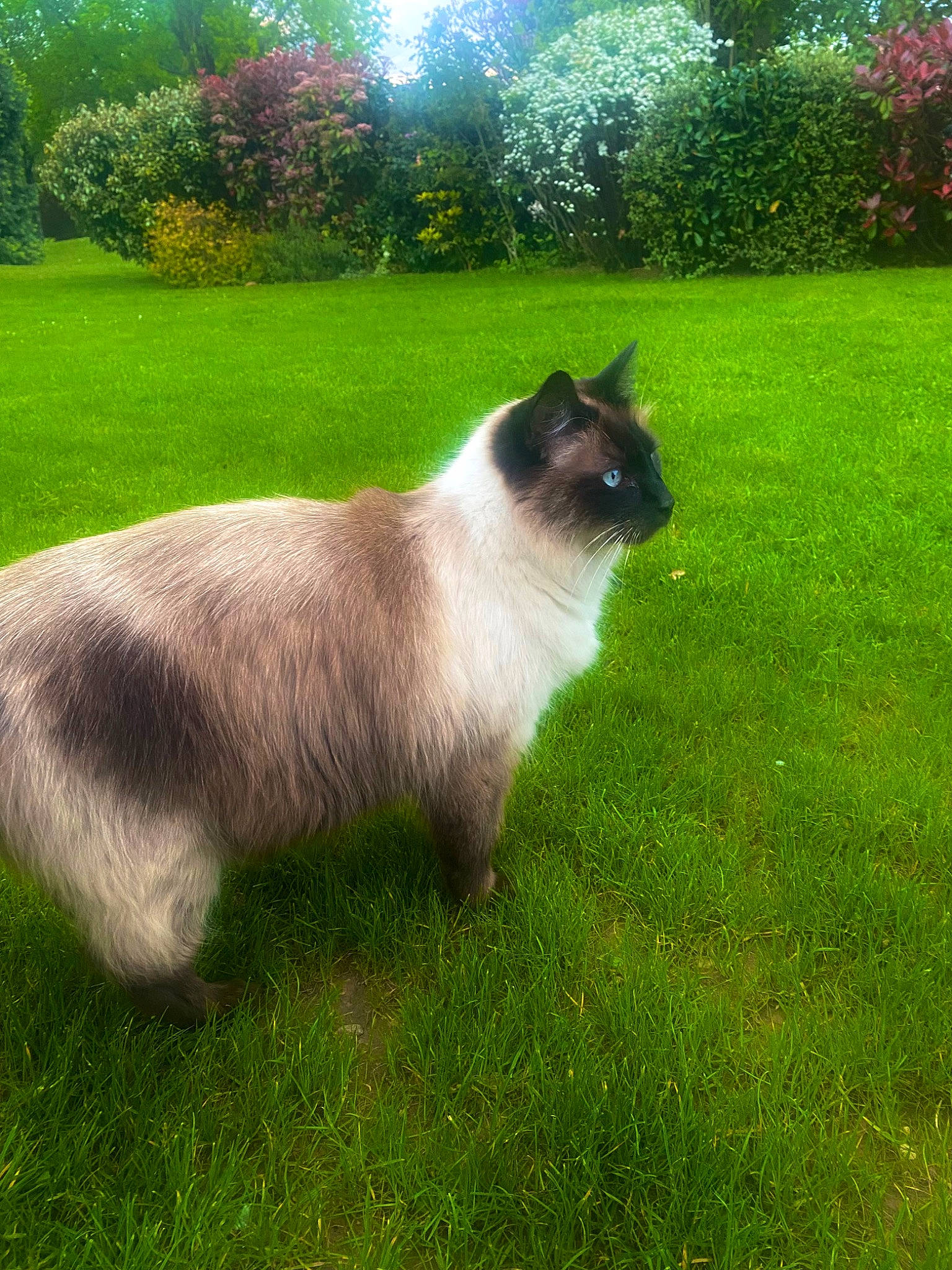 Hélios a rejoint le concours — aidez-le/la à gagner de superbes lots ! balinese, birman, carnivore, cat, fawn, felidae, flower, fur, grass, groundcover, plant, shrub, siamese, small_to_medium_sized_cats, snout, tail, terrestrial_animal, tints_and_shades, tree, whiskers