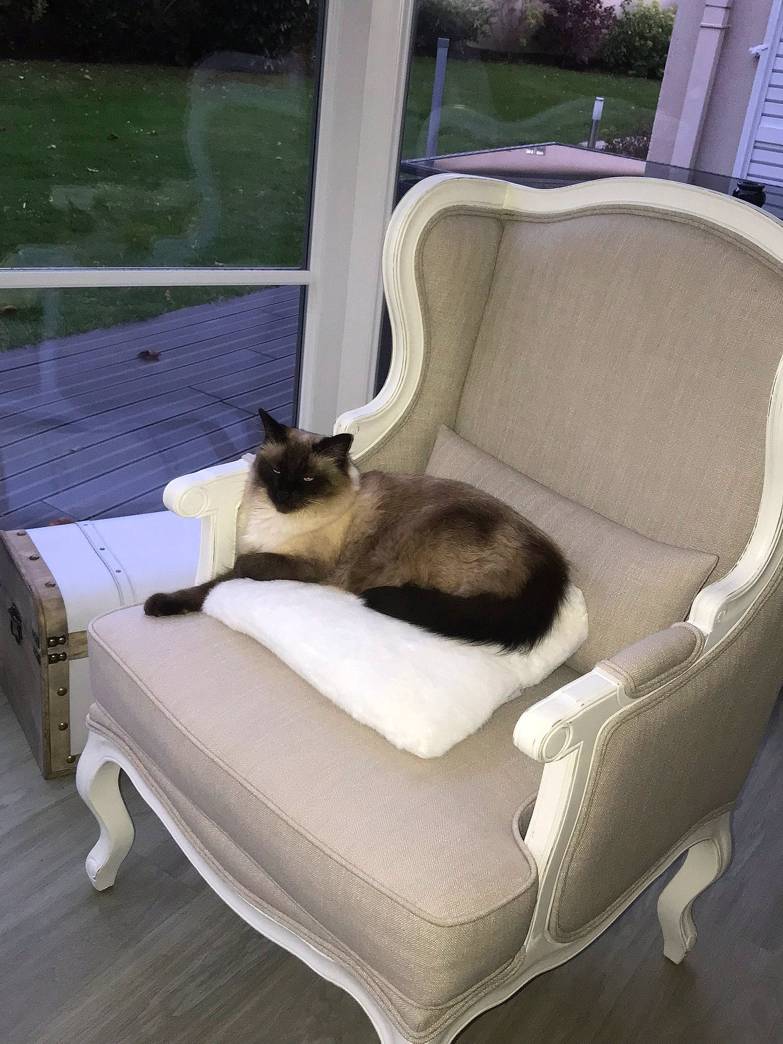 Hélios a rejoint le concours — aidez-le/la à gagner de superbes lots ! armrest, carnivore, cat, chair, comfort, felidae, fur, hardwood, outdoor_furniture, pet_supply, plant, room, shade, siamese, sitting, small_to_medium_sized_cats, tail, whiskers, window, wood