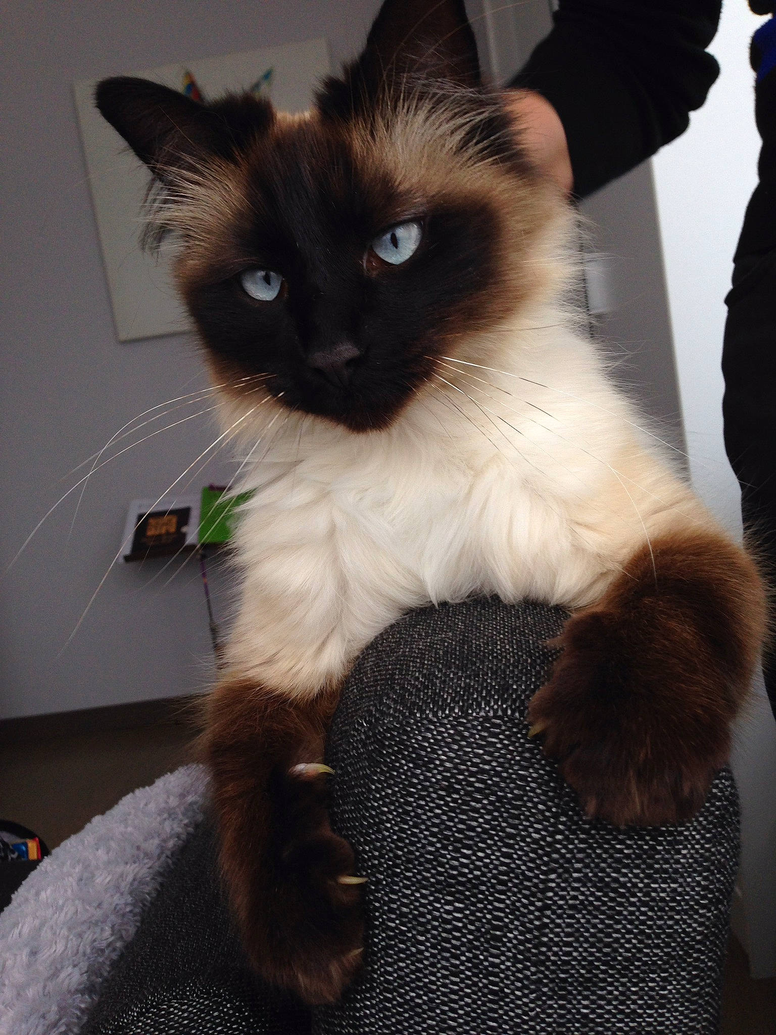 Hélios participe au concours pour gagner de l'argent avec cette photo : balinese, birman, carnivore, cat, cat_supply, fawn, felidae, fur, pet_supply, siamese, sitting, small_to_medium_sized_cats, snout, tail, thai, whiskers