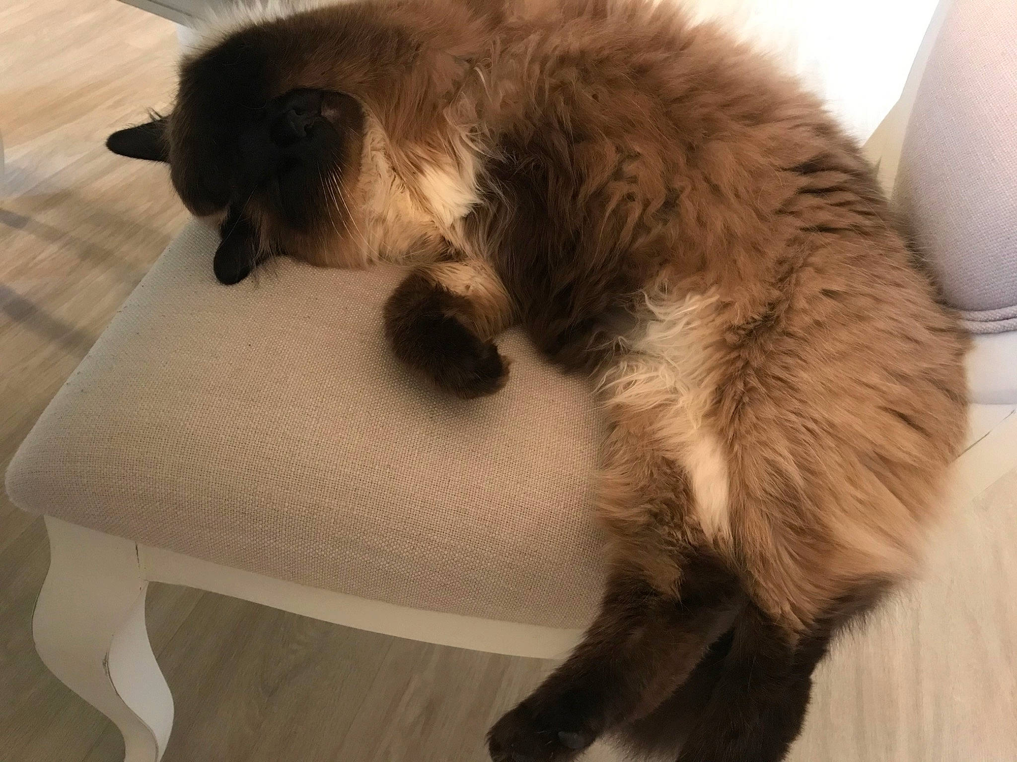 Hélios participe au concours pour gagner de l'argent avec cette photo : carnivore, cat, claw, comfort, companion_dog, fawn, felidae, flooring, foot, fur, hardwood, natural_material, paper_towel, paw, siamese, small_to_medium_sized_cats, tail, terrestrial_animal, whiskers, wood