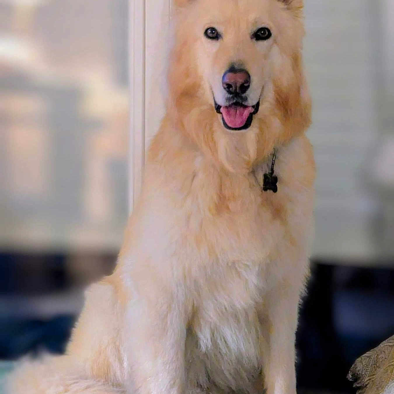 B O a rejoint le concours — aidez-le/la à gagner de superbes lots ! animal, bed, blanket, canine, collar, cozy, cute, dog, domestic, ears, fluffy, friendly, fur, happy, indoor, pet, portrait, sitting, smiling, tongue