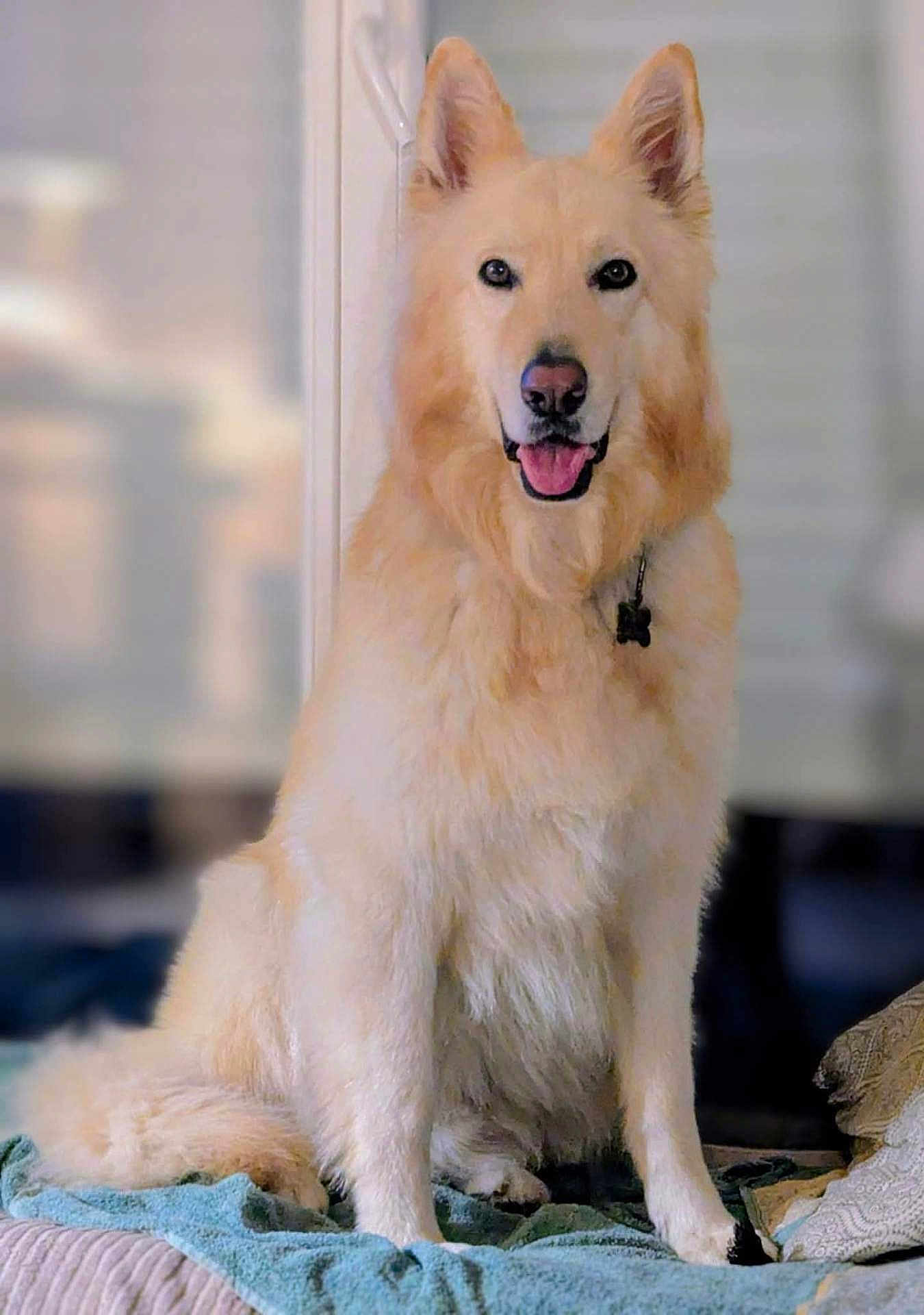 B O a rejoint le concours — aidez-le/la à gagner de superbes lots ! dog, canine, fluffy, sitting, indoor, blanket, pet, animal, happy, smiling, fur, ears, tongue, collar, bed, cozy, portrait, friendly, domestic, cute