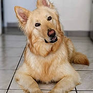 Bo a rejoint le concours — aidez-le/la à gagner de superbes lots ! dog, golden, fluffy, pet, animal, indoor, tile_floor, cute, portrait, canine, fur, ears, paws, laying_down, head_tilt, expression, domestic, friendly, companion, muzzle