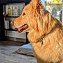 Bo participe au concours pour gagner de l'argent avec cette photo : dog, golden_retriever, profile, indoor, sunlight, fur, pet, animal, floor, bottle, pillow, background, cozy, canine, portrait, domestic, side_view, happy, ears, tongue