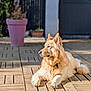 Bo a rejoint le concours — aidez-le/la à gagner de superbes lots ! dog, golden_fur, pet, outdoor, sunlight, wooden_patio, relaxed, animal, canine, fur, ears, nose, paws, garden, flower_pot, blurred_background, calm, resting, daylight, nature
