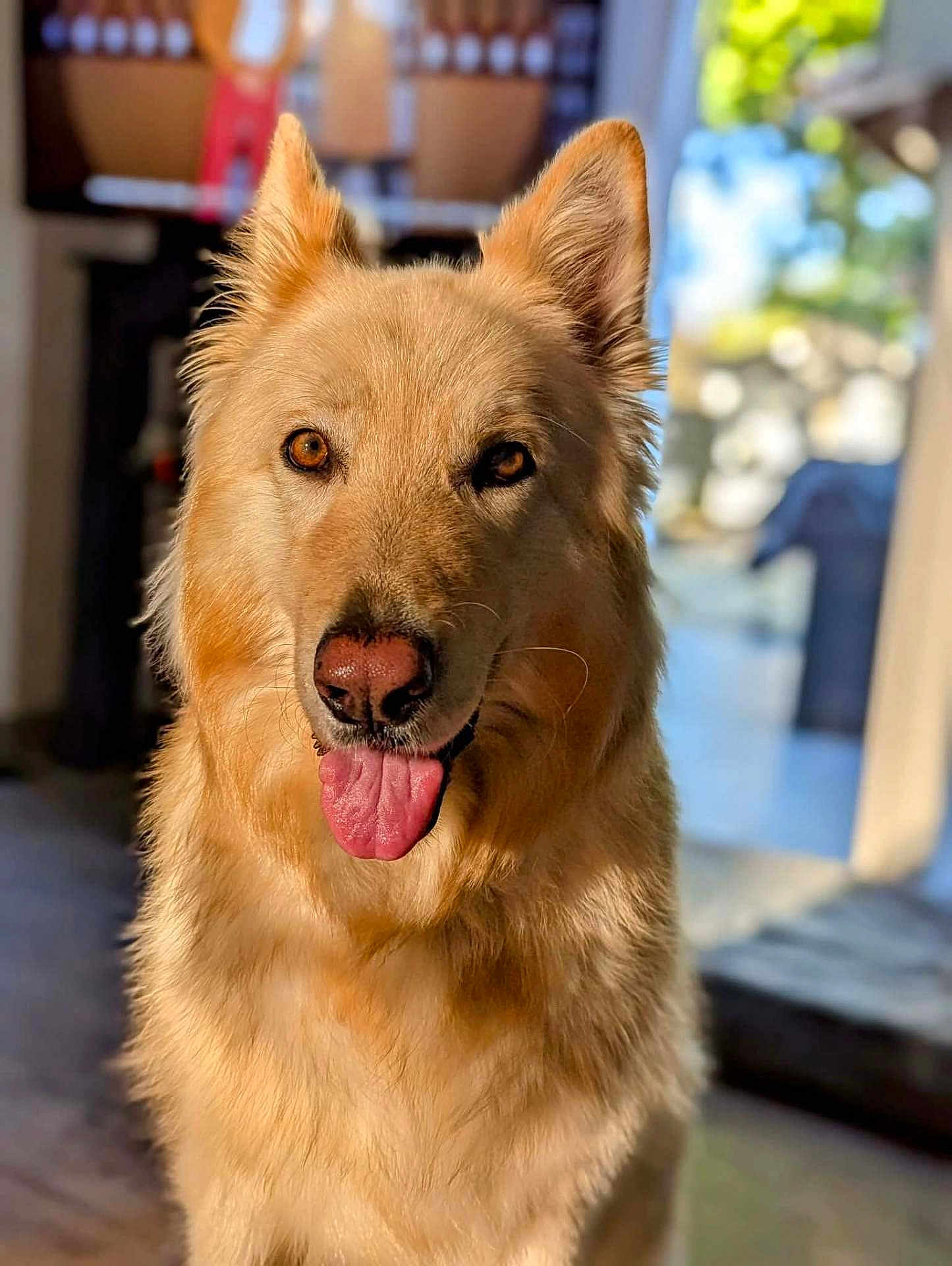 Bo a rejoint le concours — aidez-le/la à gagner de superbes lots ! dog, golden_fur, tongue_out, perky_ears, fluffy_coat, pet, canine, indoor, natural_light, portrait, friendly, animal, cute, closeup, happy, domestic, mammal, face, expression, warm_light
