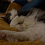 Tinao participe au concours pour gagner de l'argent avec cette photo : cat, sleeping, paw, fur, cozy, blanket, indoor, resting, cute, pet, feline, relaxation, soft, whiskers, closeup, animal, comfort, nap, fluffy, domestic