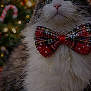 Tinao a rejoint le concours — aidez-le/la à gagner de superbes lots ! cat, bow_tie, festive, christmas_tree, holiday, decorations, candy_cane, lights, ornament, fluffy, pet, animal, cute, portrait, close_up, feline, celebration, seasonal, indoor, adorable