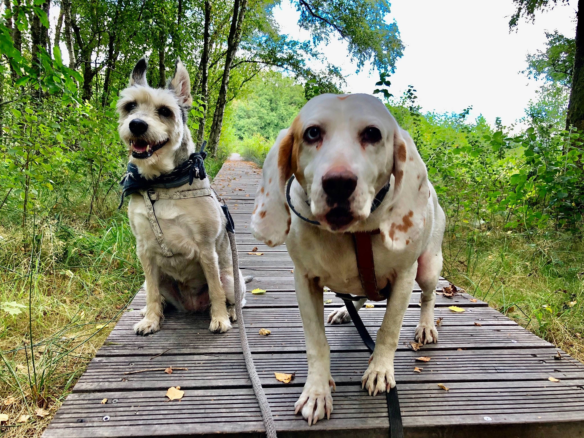 Mano a rejoint le concours — aidez-le/la à gagner de superbes lots ! adventure, canidae, carnivore, collar, companion_dog, dog, dog_breed, dog_collar, dog_supply, fawn, grass, gun_dog, plant, sky, snout, sporting_group, tree, walking, wood, working_animal