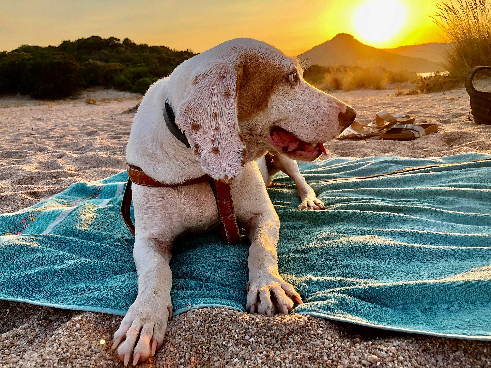 Mano a rejoint le concours — aidez-le/la à gagner de superbes lots ! body_of_water, canidae, carnivore, companion_dog, dog, dog_breed, fawn, fun, grass, happy, landscape, leisure, light, morning, people_in_nature, photograph, sand, sky, summer, sunlight
