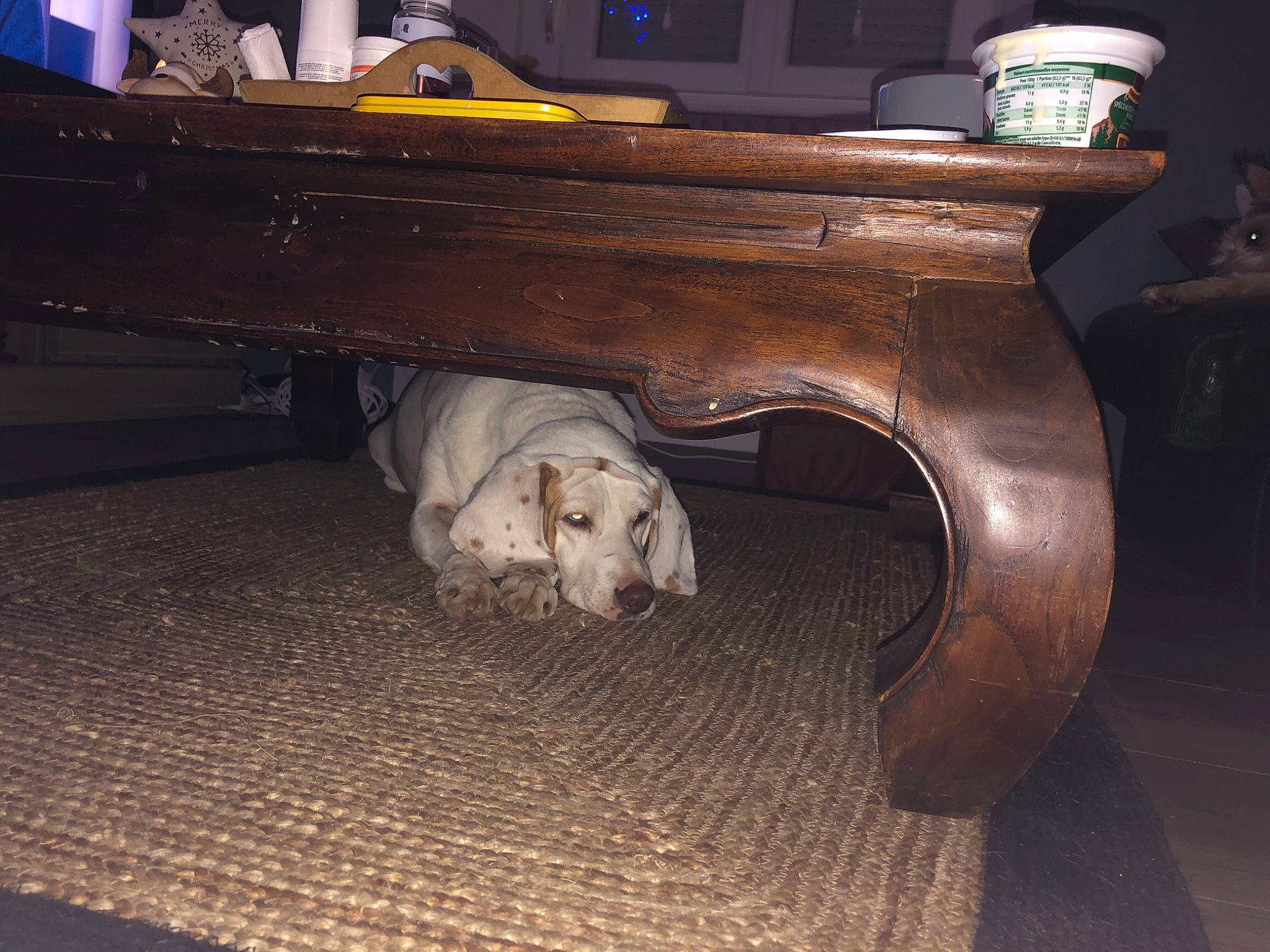 Mano participe au concours pour gagner de l'argent avec cette photo : automotive_design, automotive_exterior, bench, bumper, carnivore, classic, comfort, companion_dog, couch, dog, dog_breed, fawn, floor, flooring, hardwood, plywood, stool, table, varnish, wood