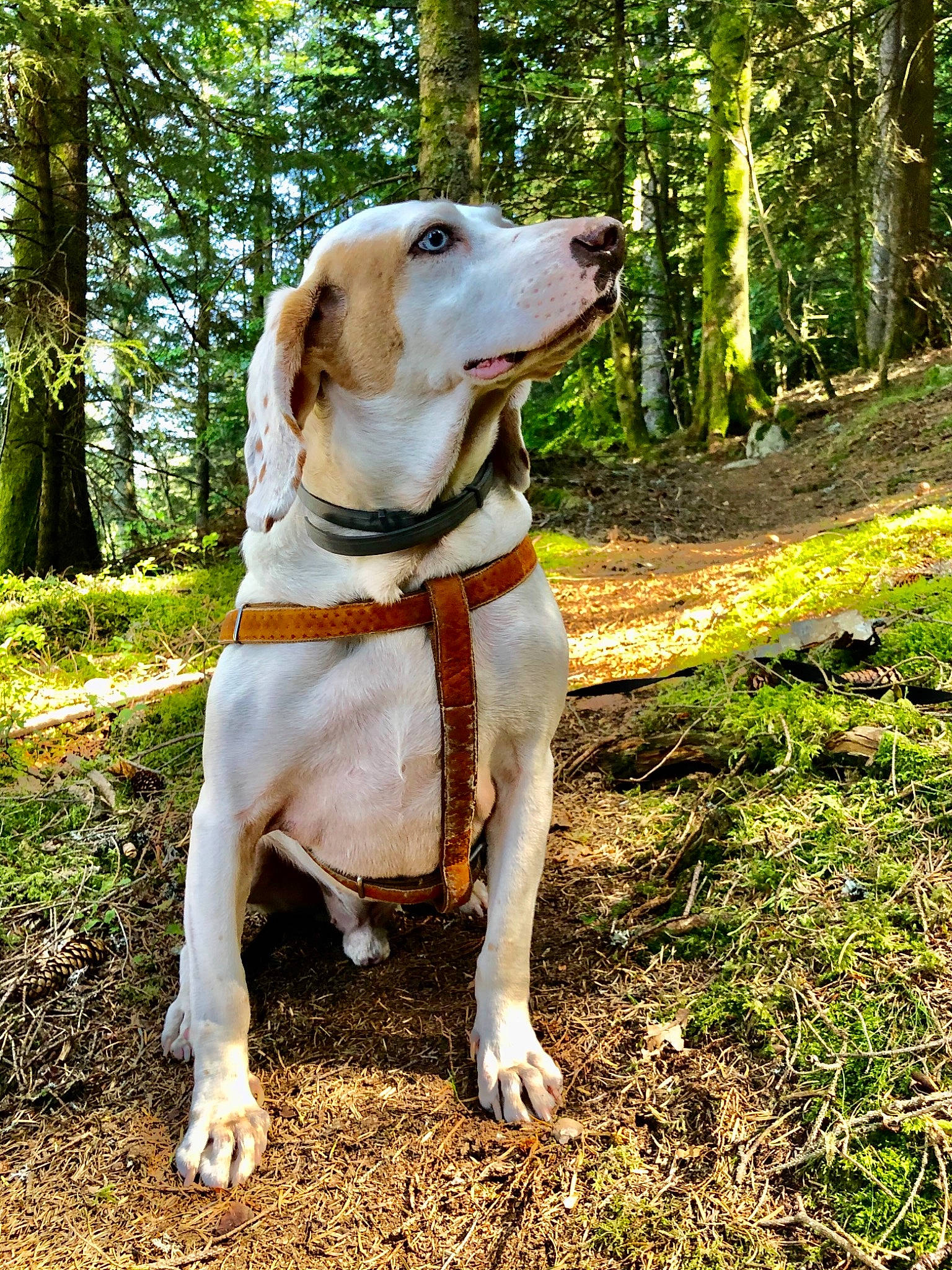 Mano participe au concours pour gagner de l'argent avec cette photo : adventure, canidae, carnivore, collar, companion_dog, dog, dog_breed, dog_collar, dog_supply, fawn, forest, grass, hound, leash, plant, snout, sporting_group, tail, tree, woodland