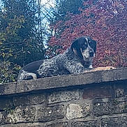 Moé a rejoint le concours — aidez-le/la à gagner de superbes lots ! animal, autumn, black_and_white, blue_sky, brick_wall, brown_fur, daylight, dog, garden, long_ears, lying_down, outdoors, pet, portrait, rural, sky, spotted_fur, stone_wall, trees, watchful