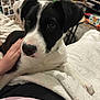 Appy participe au concours pour gagner de l'argent avec cette photo : puppy, dog, black_and_white, pet, close_up, blanket, hand, indoor, cozy, resting, cute, fur, animal, young_dog, domestic_animal, living_room, soft, comfort, person, touch