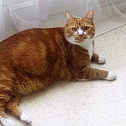 Nougat a rejoint le concours — aidez-le/la à gagner de superbes lots ! cat, ginger_cat, tabby, white_paws, white_chest, lying_down, carpet, indoor, curtain, pet, feline, cute, looking_at_camera, green_object, relaxed, animal, whiskers, ears, floor, domestic_cat