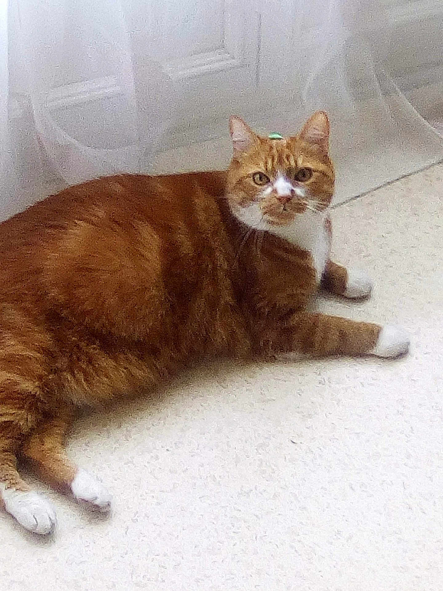Nougat a rejoint le concours — aidez-le/la à gagner de superbes lots ! cat, ginger_cat, tabby, white_paws, white_chest, lying_down, carpet, indoor, curtain, pet, feline, cute, looking_at_camera, green_object, relaxed, animal, whiskers, ears, floor, domestic_cat