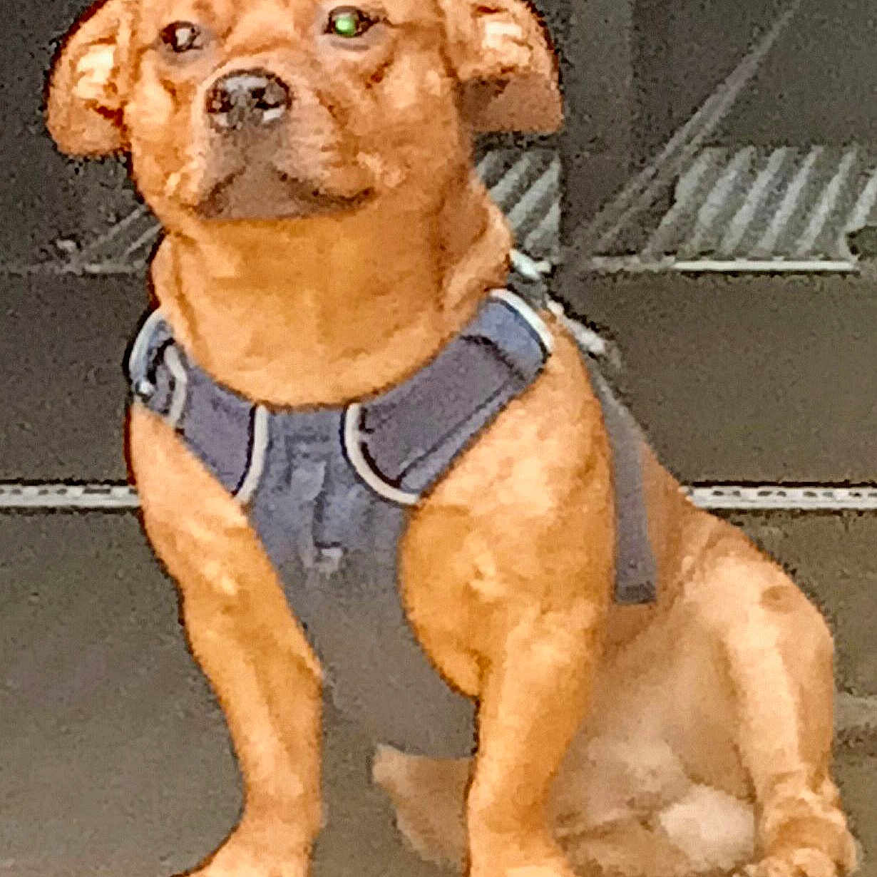 Chewitt joined the competition — help win amazing prizes! accessories, animal, boxer, bulldog, canine, clothing, dog, doghouse, goldenretriever, harness, hound, labradorretriever, lifejacket, pet, policedog, puppy, snout, strap, swimwear, vest