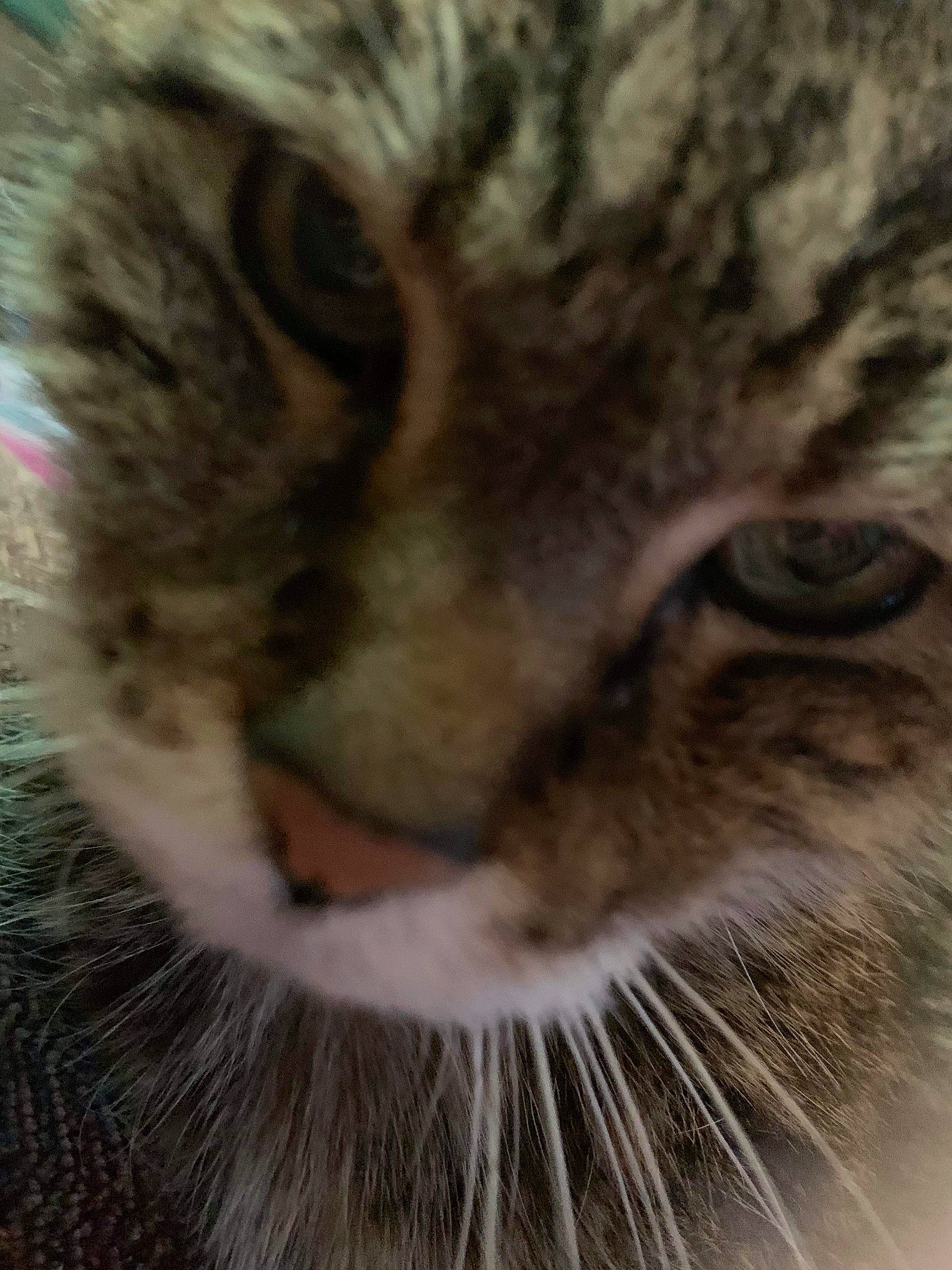 Sydney joined the competition — help win amazing prizes! aegean_cat, american_shorthair, carnivore, cat, close_up, domestic_short_haired_cat, dragon_li, european_shorthair, eye, felidae, fur, iris, mammal, nose, pixie_bob, small_to_medium_sized_cats, snout, tabby_cat, vertebrate, whiskers