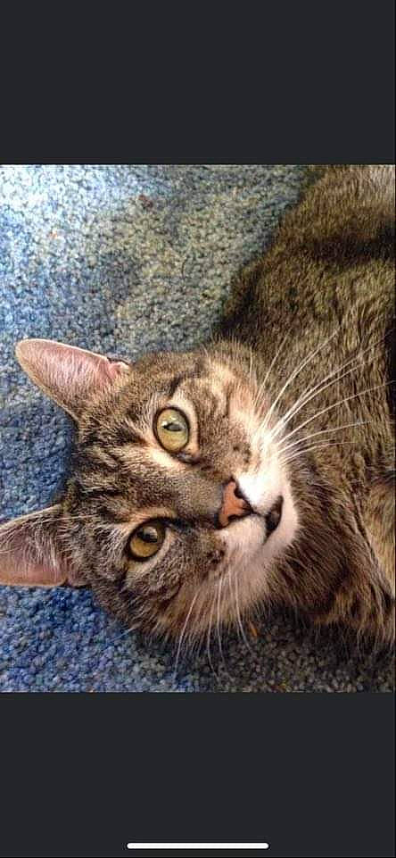 Sydney joined the competition — help win amazing prizes! american_bobtail, asian, california_spangled, carnivore, cat, close_up, domestic_short_haired_cat, dragon_li, european_shorthair, felidae, mammal, photo_caption, photography, pixie_bob, small_to_medium_sized_cats, snout, tabby_cat, whiskers, wild_cat, wildlife